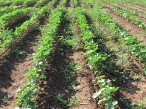 Figure 1.  Non-treated cotton plot.