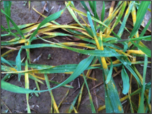 Stripe rust in winter wheat