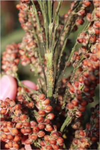 Sugarcane aphids