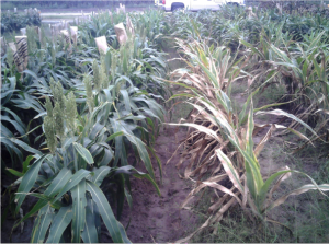 Grain sorghum breeding line.