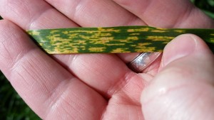 Figure 1. Residual damage in wheat in Blacklands from stripe rust infecting leaves earlier in the season (photo by Clark Neely).