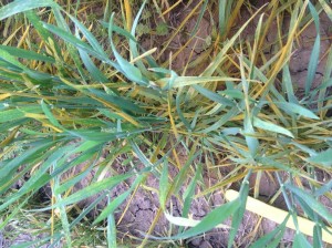 Figure 2. Active stripe rust remains in wheat fields in West Central Texas (photo by David Drake).