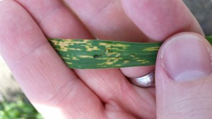 Figure 4. Aphids present in wheat in Texas Blacklands (photo by Clark Neely).