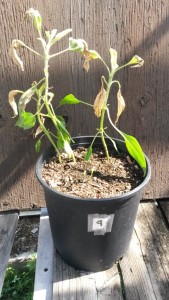 Sunflower wilted Figure 2. Sunflower from the Granger, TX area 14 days after treatment with 24 fl oz Roundup PowerMAX. Note the new growth beginning at the base of the lower leaves of these plants. 