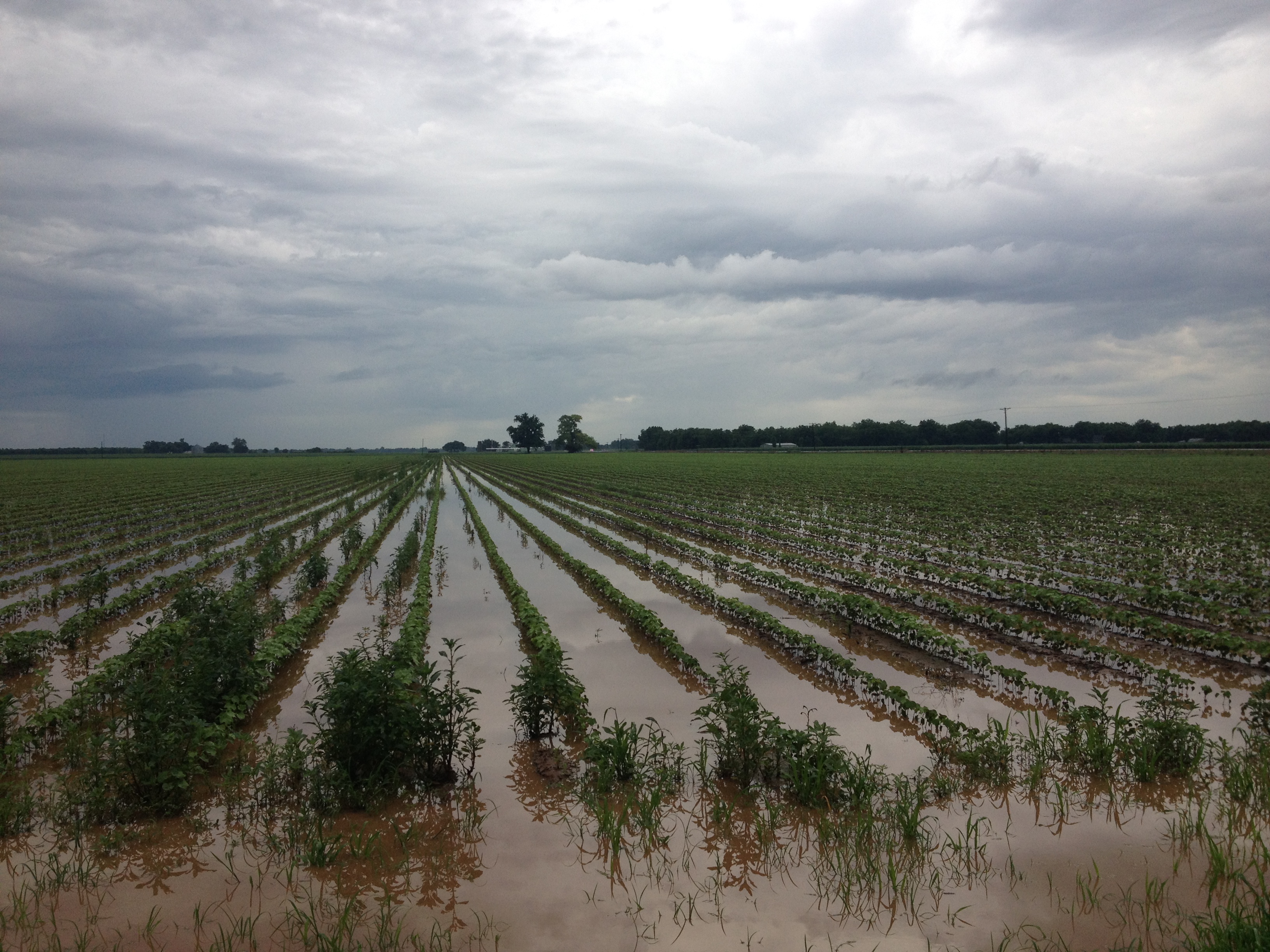 How Waterlogged Soils Impact Cotton Growth And Management Decision 