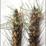 Figure 1. An example of advanced pre-harvest sprouting of wheat kernels in seed head (photo by H. Randhawa).