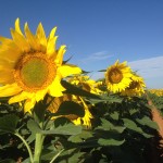 Blooming Sunflower Head