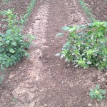 Poor pre-plant weed control