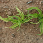 Fig. 1.  Iron (Fe) Deficiency in Grain Sorghum