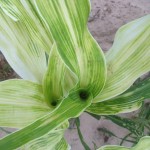 Fig. 4. Moderate Sorghum Bleaching 2015