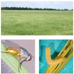 Alabama Extension Publication Management of Bermudagrass Stem Maggot