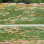 Figure 1. Symptoms of southern corn leaf blight.
