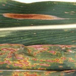 Figure 2. Northhern corn leaf blight(top) compared with southern corn leaf blight(bottom).
