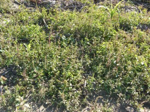 Picture showing seed head production in late-emerging pigweeds following corn harvest.