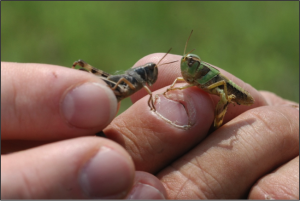 Grasshoppers