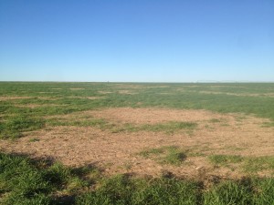 Fig. 1. Spreading grub worm damage across a Dawson Co., TX wheat field planted in early September, 2015. Bare spots continue to expand as of early November. About 10% of the field is currently damaged.