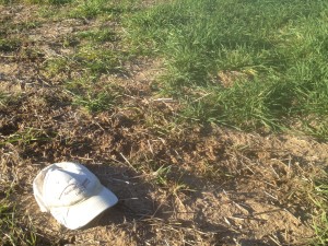 Fig. 2. The “transition zone” where grub worms are most active. Most wheat to the left and center-bottom is dead due to root system eaten off. Transition is above and to the right of the hat with normal wheat (at least no evidence yet of feeding) the upper right.