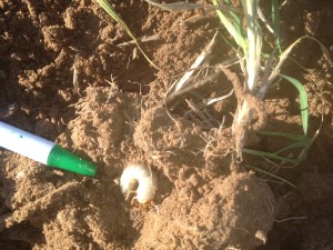 Fig. 3. A grub worm feeding within 2” of the base of a wheat seedling.