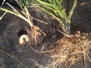 Fig. 4. Comparison of wheat seedling root that has lost most of its root system (left) due to grub feeding vs. a normal, healthy root system (right). The seedling on the left may still survive, but it will be stunted and exhibit poor growth for some time resulting in greatly reduced forage potential or a reduction in tillering and potential grain yield.