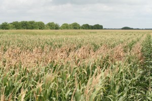 Figure 1: Symptoms of Goss's wilt of corn in Jackson County in 2014. (Photo:T. Isakeit)