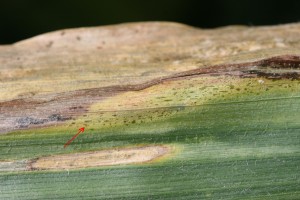 Figure 2: "Freckles" symptom of Goss's wilt (arrow). This is a distinctive symptom for this disease. (Photo: T. Isakeit)