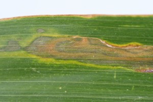 Figure 3: Close-up of water-soaked lesion of Goss's wilt. This is an early symptom. (Photo: T. Isakeit)