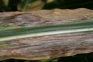 Figure 4: Dried exudate of bacteria(arrow) glistening on a Goss's wilt lesion. (Photo: T. Isakeit)