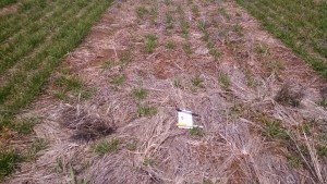 Figure 1. Poor stand of wheat(photo by David Graf)