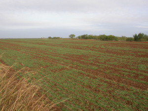 Figure 2. Uneven stand of wheat(photo by Gaylon Morgan)