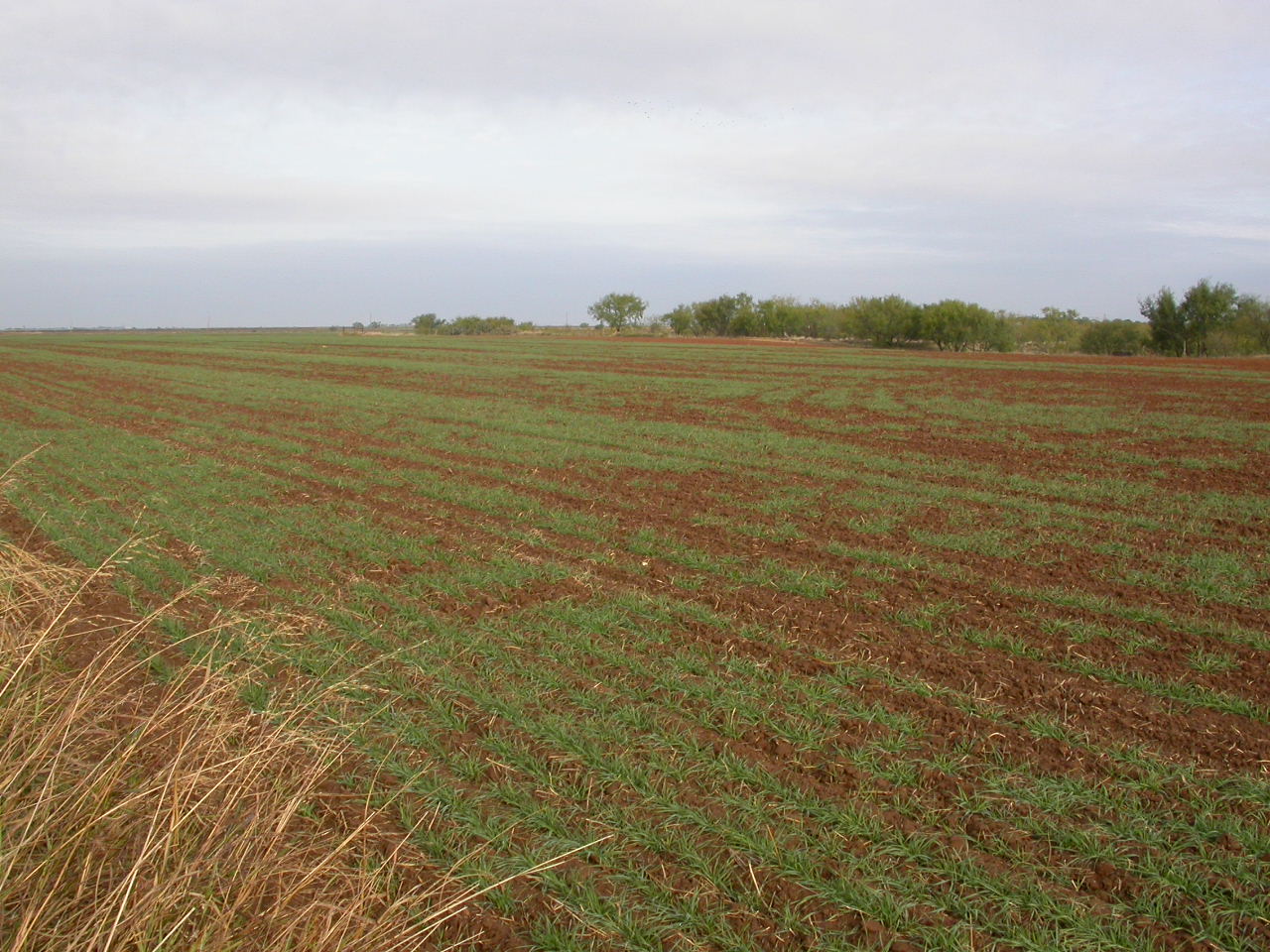 Wheat Planting Issues Continue with Wet Weather | Texas Row Crops ...