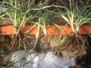 Fig. 2. Wheat growing point at the base of the crown is about 1” below the soil surface (represented by top of orange stake, which is 1” wide). Notice the white portion of lower stems, which were below ground. This depth of growing point protects wheat from permanent injury. Continued growth of these plants will be normal.