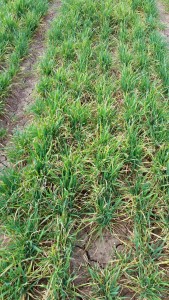 Figure 1. Leaf rust causing obvious yellowing and leaf desiccation in susceptible winter wheat in College Station, TX on February 2, 2016