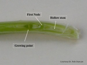 Figure 1. Sliced wheat stem reveals young growing point differentiation with hollow stem to the right. Growing point differentiation—spikelet number and seeds per spikelet—is likely complete. (Photo courtesy Dr. Rob Duncan.)