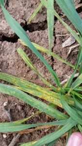 Figure 2. Leaf rust pustules on winter wheat leaves in College Station, TX on February 2, 2016.