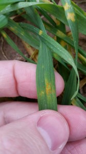 Figure 3. Strip rust pustules on winter wheat leaf in College Station, TX on February 2, 2016