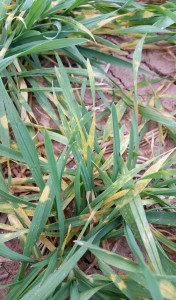 Figure 4. Sstrip rust causing lesions and yellowing of leaves in susceptible winter wheat in College Station, TX on February 2, 2016