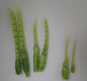 Fig. 2. 16-04Apr Trostle Cut Wheat Stems-Heads