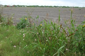 Johnsongrass bordering a recently cultivated production field. Johnsongrass is a year-round host of sugarcane aphid.