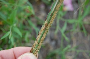 Sugarcane aphid overwintering on Johnsongrass. This plant was on the edge of a production field. The overwintering aphids serve as a reservoir to infest sorghum during the production season. Cleaning up Johnsongrass along field edges may help reduce SCA populations.