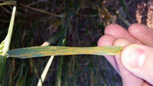 Figure 1. Stripe rust can devastate wheat yields if left untreated (Texas A&M AgriLife Extension photo by Dr. Clark Neely).