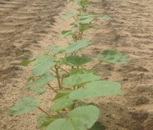 Fig. 2. Cotton at the 4 leaf stage.