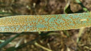 Figure 2. Leaf rust can significantly reduce wheat yields if left untreated (Texas A&M AgriLife Extension photo by Dr. Clark Neely).