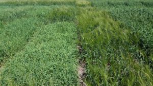 Figure 3. Mild winter temperatures led to vernalization problems in South and Central Texas winter wheat. A vernalized wheat is fully headed on the right while a veriety with a longer chilling requirement did not vernalize on left. Photo was taken in Thrall, TX on April 5, 2016 (Texas A&M AgriLife Extension photo by Dr. Clark Neely).