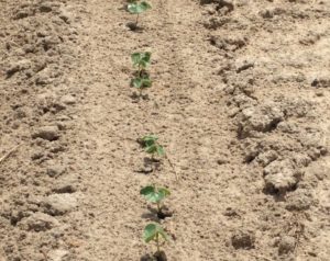 Fig. 1. Cotton at the cotyledon stage.