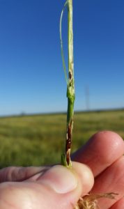 Figure 1. Hessian fly pupae (also called "flaxseed") found in spring 2016 within a hard red winter wheat variety trial near Brady, TX. (Texas A&M AgriLife Extension photo).