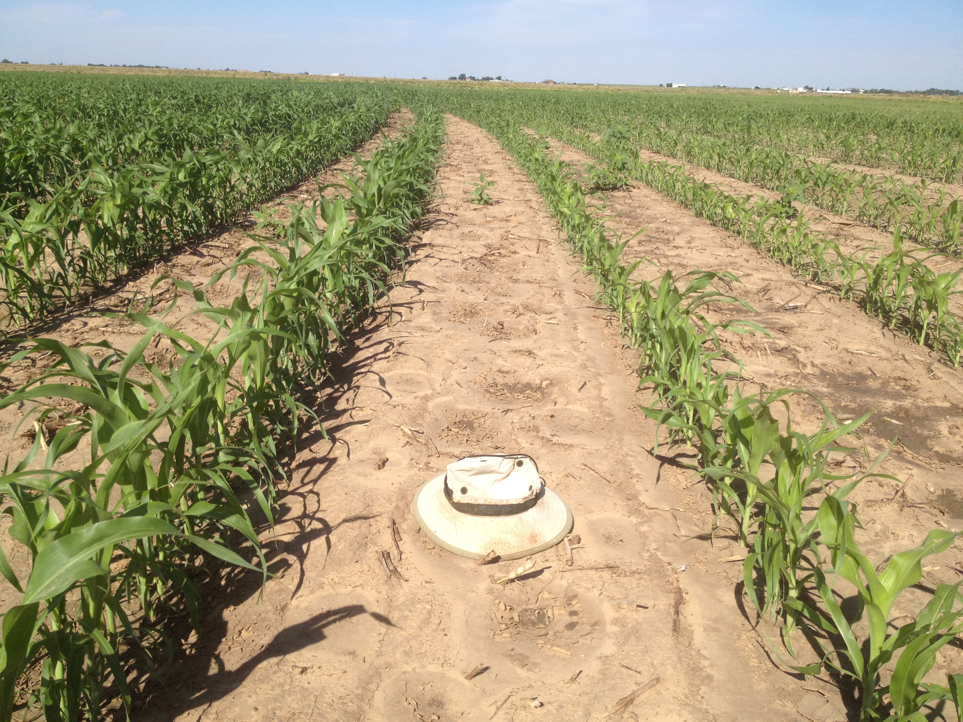 2016 Alternative Crop Options after Failed Cotton and Late-Season Crop ...