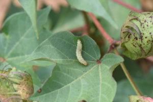 Bollworm larvae