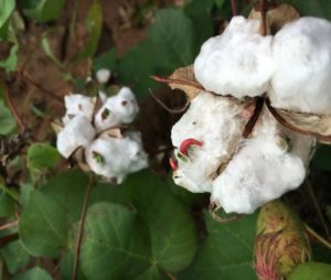 Figure 1. Seeds germinating in the cotton boll on August 20th after six consecutive days of rain. Picture by William Z. Morgan, 2016.