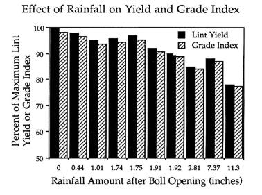 Image result for cotton harvest too wet graph charts damage