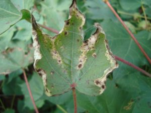 Light sporulation of Alternaria